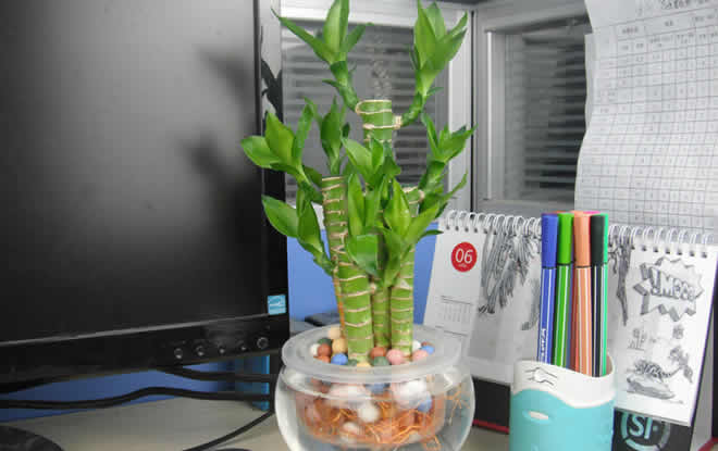 綠植租賃中水培富貴竹葉子發(fā)黃怎么辦？